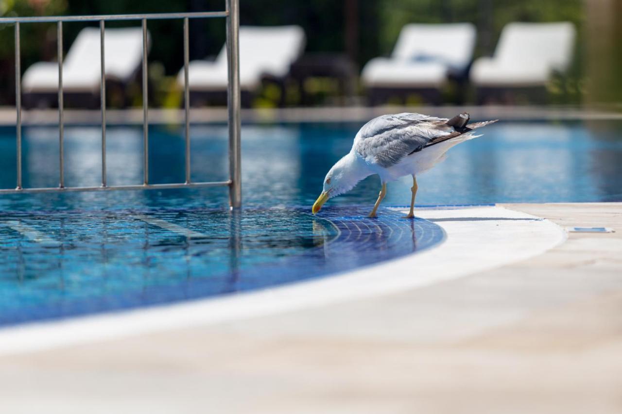 Villa Florence Boutique Apart Hotel Sveti Vlas Exteriör bild